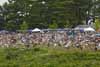 Fans on the Hillside Overlooking the Esses