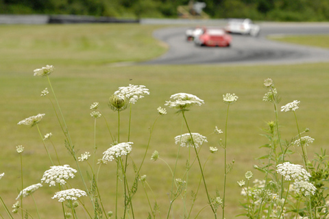 Wildflowers in Foreground, Racecars in Background