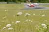 Wildflowers in Foreground, Racecars in Background Thumbnail