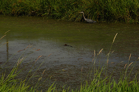 Crane and Otter in Water