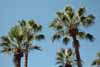 Palm Trees Thumbnail