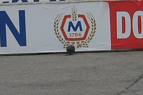Oblivious Pigeon Next To Pit Wall