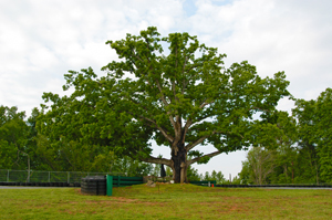 VIR Oak Tree